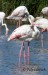 Plameňák růžový (Phoenicopterus roseus) 4