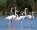 Plameňák růžový (Phoenicopterus roseus) 5