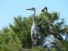 Volavka popelavá (Ardea cinerea)