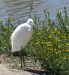 Volavka stříbřitá (Egretta garzetta) 2