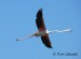 Plameňák růžový (Phoenicopterus roseus) 9