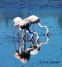 Plameňák růžový (Phoenicopterus roseus) 11