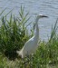 Volavka stříbřitá (Egretta garzetta) 3