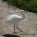 Volavka stříbřitá (Egretta garzetta) 4