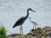Volavka popelavá (Ardea cinerea) Volavka bílá (Egretta alba)