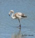 Plameňák růžový (Phoenicopterus roseus) 12