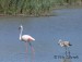 Plameňák růžový (Phoenicopterus roseus) 13