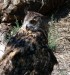 Výr velký (Bubo bubo)