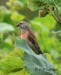 Konopka obecná (Carduelis cannabina)