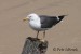 Racek mořský (Larus marinus)