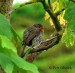 Červenka obecná (Erithacus rubecula)