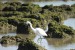 volavka stříbřitá (egretta garzetta) 2 El puerto de santa Maria - Cádiz