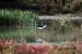 pisila čáponohá (himantopus himantopus) 2 laguna de fuente de Piedra - ANTEQUERA