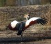 jeřáb královský (Balearcia regulorum) La Caňada de los Pájaros