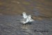 Jespák písečný (Calidris alba) Matalascaňas