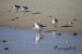 Jespák písečný (Calidris alba) Matalascaňas 2