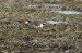 kulík říční (Charadrius dubius) laguna de fuente de Piedra - ANTEQUERA