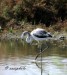 Phoenicopterus roseus (laguna de fuente de Piedra (ANTEQUERA)