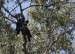 Kakadu havraní - Calyptorhynchus banksii 1 