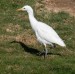 Volavka rusohlavá -  Bubulcus ibis