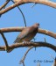 Hrdlička senegalská - Streptopelia senegalensis