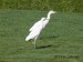 Volavka rusohlavá -  Bubulcus ibis 2